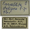 CollectionObject 1542924; e0c6e038-cb01-4d16-ba3e-236bf04458dd: male, labels (holotype). (CollectionObject).