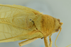 CollectionObject 2042933; d28ce83a-b5a0-4930-8093-72850d82e56b: male head, pronotum and stridulatory area, dorsal view (holotype). (CollectionObject).
