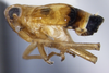 Habitus, lateral view on Delphacodes acuministyla Dozier, 1926: (Observation).