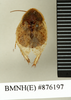 Hemelytroblatta cypria Chopard, 1929: Copyright Natural History Museum, London. Holotype (adult male) in BM(NH). Dorsal view. (Otu).
