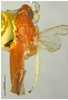 Habitus, dorsal view on Dayus bifurcatus Yu & Yang, 2013: (Observation).