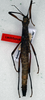 CollectionObject 1562309; NMW 134, abf6dafc-1541-421c-9603-f56b9114a9fd: copyright NMW. female of synonym Anisomorpha lurida (lectotype). (CollectionObject).
