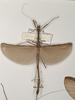 CollectionObject 1562055; c7b3f706-0afc-4d5f-b4c9-28548e119779: copyright OUMNH. female of Necroscia esacus (holotype). (CollectionObject).