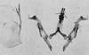 Pygofer lobe, aedeagus, connective, and styli Depicts Other, an Observation.