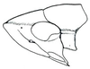 Head: !! display not done !! on Memnonia Ball, 1900: Memnonia brunnea, female, head, laterally. (Observation).