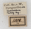 CollectionObject 1532272; NMW 1008, fa22d077-e641-46a0-873a-55f5427a9bcd: labels (holotype). (CollectionObject).