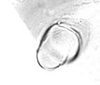 Hind wing.: Seventh marginal tubercle of A. thaspii. (Observation).