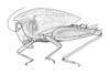 Thymochares galeatus Rehn, 1930: Plate 17, Fig. 1 (after type). female habitus (body length including ovipositor 13.5 mm, pronotum 10 mm, hind femur 7.7 mm). (Otu).