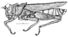 Descampsacris serrulata (Thunberg, 1824): Fig. 40. Male, habitus (from Bahía). (Otu).