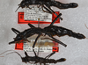 CollectionObject 1563145; 37af8056-532c-40e0-93c8-b2757faf7f64: copyright USNM, Washington. (CollectionObject).;CollectionObject 1563146; 1e563205-e8af-43cf-9883-cdd32cdc348a: copyright USNM, Washington. (CollectionObject).;CollectionObject 1563147; 102e706c-7684-4be2-8fa7-807dbd94b9db: copyright USNM, Washington. (CollectionObject).