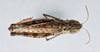 CollectionObject 2800385; CNCI 982796, 0c9610fa-f4b3-41a5-8259-c06718146f65: Ageneotettix deorum. female, dorsal view. (CollectionObject).