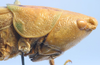 CollectionObject 1516830; 6449a96d-79c6-4da7-9702-c9cb0d4bdc52: female head and pronotum, lateral view (holotype of Conocephalus latifrons). (CollectionObject).
