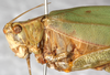 CollectionObject 1566634; NMW 16572, bb069380-97bb-449f-bce5-c22c894aeb8c: female, head and prootum, latero-frontal view. (CollectionObject).