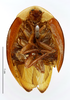 CollectionObject 1587223; MNHN(SF IMPORT DUPLICATE) MNHN-EP-EP1162, f4e36985-653e-4b4a-8873-b42e3013bc3d: CC BY-NC-ND 4.0/MNHN - Depraetere Marion - 2014. Syntype, female, of flavipes Blanchard, 1837. Specimen number: MNHN-EP-EP1162. http://coldb.mnhn.fr/catalognumber/mnhn/ep/ep1162. (CollectionObject).