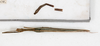 CollectionObject 1560979; NMW 225, c4456121-0477-475e-b2ba-d2612656ced1: copyright NMW, Vienna. male, dorsal view (holotype). (CollectionObject).