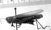 CollectionObject 1531152; 82769f06-c332-4336-b6fb-70ef824e3787: Image Carbonell, C.S. female, lateral view (holotype). (CollectionObject).