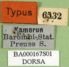 CollectionObject 1501530; 1ec8dd7e-fdd2-47eb-adae-0bbd2907ab65, DORSA BA000167S01: labels (holotype). (CollectionObject).