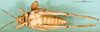 CollectionObject 1501161; 81119c6f-f5be-4597-9cf9-86bfa4446fc5, DORSA BA000430S01: male, ventral view (holotype of Glyphotmethis heldreichi rubrescens). (CollectionObject).