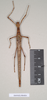 CollectionObject 1562801; NHMUK(SF IMPORT DUPLICATE) 844834, 82af3a33-2e87-4e65-b1e5-487a365953c1: copyright Natural History Museum, London. female (paratype). (CollectionObject).