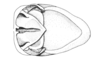 Ronderosia malloi (Liebermann, 1966): Fig. 4J. male, abdomen tip, dorsal view. (Otu).