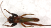 CollectionObject 1544442; f0ba3b1a-1354-4947-a341-c479208cdb82: male, dorsal view (paratype). (CollectionObject).