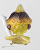 Head: !! display not done !! on Atymna querci (Fitch, 1851): (Observation).