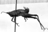 CollectionObject 1567382; 770848f2-99ba-4f81-981b-ddd23667c856: Image Carbonell, C.S. male, lateral view (paralectotype). (CollectionObject).