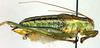 CollectionObject 1500642; 7e59d88b-8259-46e5-840b-6ba51e5ef580, DORSA BTisonerHTM: male, lateral view (holotype). (CollectionObject).
