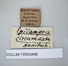 CollectionObject 1573250; a7a6f891-0820-4b5c-8c9b-cdb0cbdd279f: Copyright NHM, London. Female: data labels, non-type. (CollectionObject).