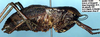 Sciarasaga quadrata Rentz, 1993: male (paratype). (Otu).
