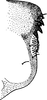 Pygofer, lateral view on Aguriahana metallica Distant, 1918: Pygofer, lateral view. (Observation).