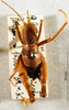 CollectionObject 1575887; c69968a9-c2c3-45af-ac48-2116095f2849: male, dorsal view. (CollectionObject).