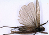 CollectionObject 1531991; 2736e0d7-0467-4c6d-ba5d-e57bb2f0f529: female, dorsal view (holotype). (CollectionObject).
