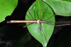 CollectionObject 1563993; 322760ef-80f8-486f-b5f5-ebde1ee24b46: copyright Oskar Conle. male, dorsal view (holotype). (CollectionObject).
