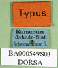 CollectionObject 1502802; 8e8d8747-a2ec-4187-b45d-808d644c8ef1: labels (syntype of Serpusia deminuta). (CollectionObject).
