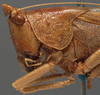 CollectionObject 1505703; ade45ca2-e508-4e5a-9e57-2eb414ae39d7: male pronotum lateral (possible type of Pyrgocorypha inermis). (CollectionObject).