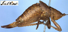 CollectionObject 1531977; 9198c7e2-ad6a-4d15-aee0-df330532c3b6: female, lateral view (holotype). (CollectionObject).
