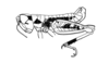 Dirshacris aridus Brown, 1959: Plate 2, Fig. 1. male habitus. (Otu).