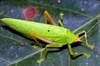 CollectionObject 1536713; bd4423c6-bca7-462b-ae87-c051c90ae0b8, CH3293: male. (CollectionObject).