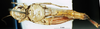 CollectionObject 1581404; 42d18004-aa6e-4273-8e4b-894535b30320: female, ventral view (paratype). (CollectionObject).