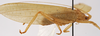 CollectionObject 1534510; 702e5152-55d5-4bd6-ac4a-9a3d37e29d7f: male, lateral view (holotype). (CollectionObject).