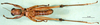 CollectionObject 1500981; 56044b6a-1652-4f6e-9d85-dddc0d7dd8c8: male, ventral view (holotype). (CollectionObject).