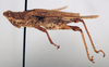 CollectionObject 1540650; 0762ec58-f313-4fc5-bc10-9332f823bd5c: male, lateral view (syntype of Chrotogonus lameerei). (CollectionObject).