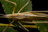 CollectionObject 2744365; d32c7632-442c-4857-aa71-a1c413ec763b: Male. Dorsal view. Poñén, Biobío, Chile. Photo: Francisco Rivas. (CollectionObject).