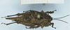 CollectionObject 1598069; 6b58d67a-510e-4eec-a065-f9d59c79eba1: holotype female (dorsal view). (CollectionObject).