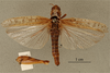 female, dorsal view, (holotype). Depicts CollectionObject 1519437; 1309eccf-ff24-45fc-8a03-a07547b290c2, a CollectionObject.