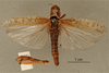 CollectionObject 1519437; 1309eccf-ff24-45fc-8a03-a07547b290c2: female, dorsal view, (holotype). (CollectionObject).