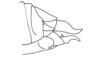 Eucephalacris borellii (Giglio-Tos, 1897): Fig. 135. female, end of abdomen, lateral view. (Otu).