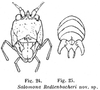 Salomona redtenbacheri Brongniart, 1897: face and cerci. (Otu).