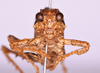 CollectionObject 1544719; 02a7617d-e7e7-412f-98aa-ab972ead8247: male, frons (holotype). (CollectionObject).